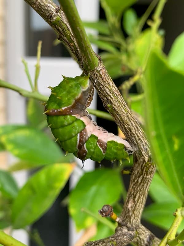 Orchid swallowtail caterpillar