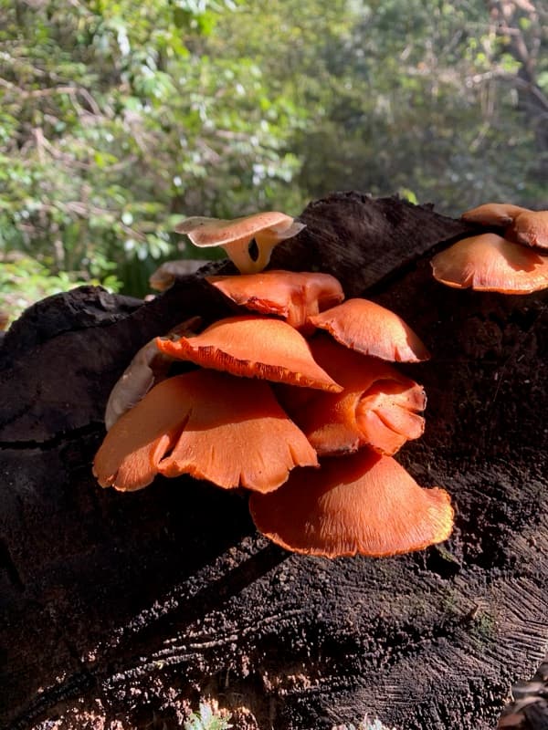 Orange fungi