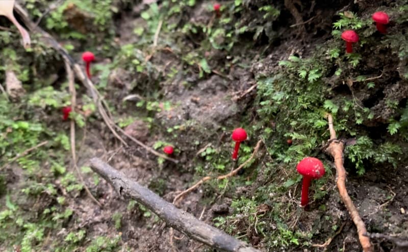 Red mushrooms