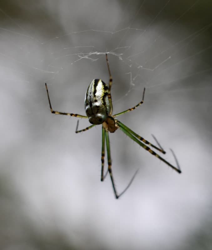Silver orb-weaver