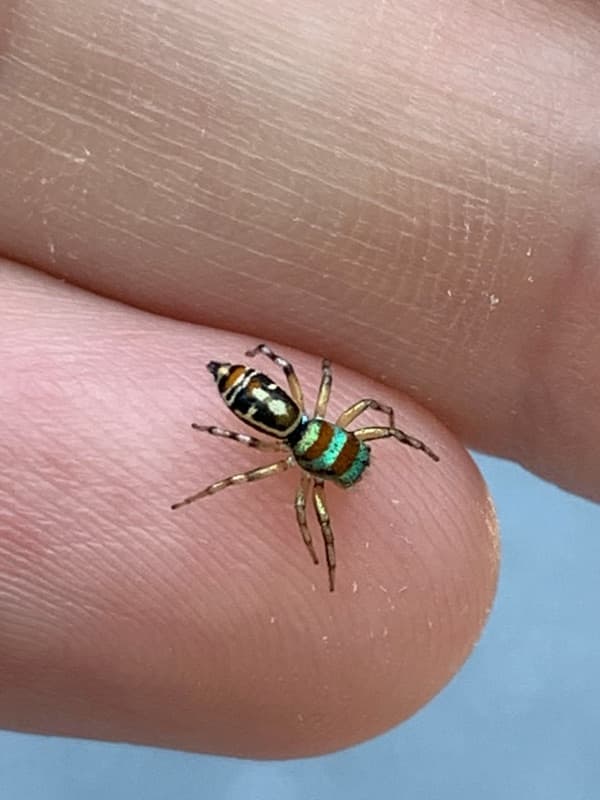 Jumping spider