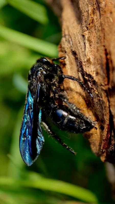 Blue flower wasp