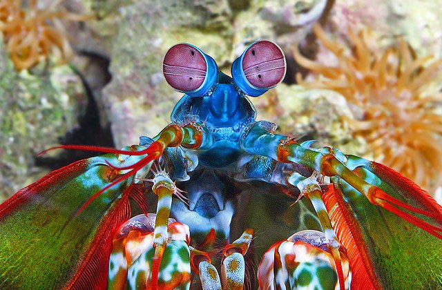 Mantis shrimp may have evolved to see a much greater range of colour. This shrimp may actually be many times more colourful than what we can see. Image credit: George Grall, National Aquarium