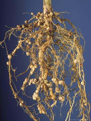If you pull many plants out by their roots, you’ll see the bulbs that house ‘nitrogen-fixing’ bacteria