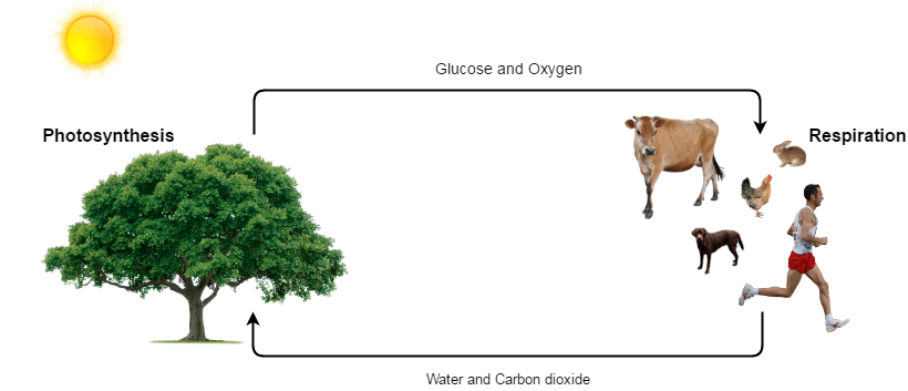 Image source: Photosynthesis Education