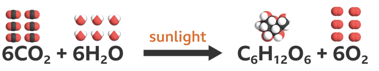 The equation for photosynthesis. Source: BBC