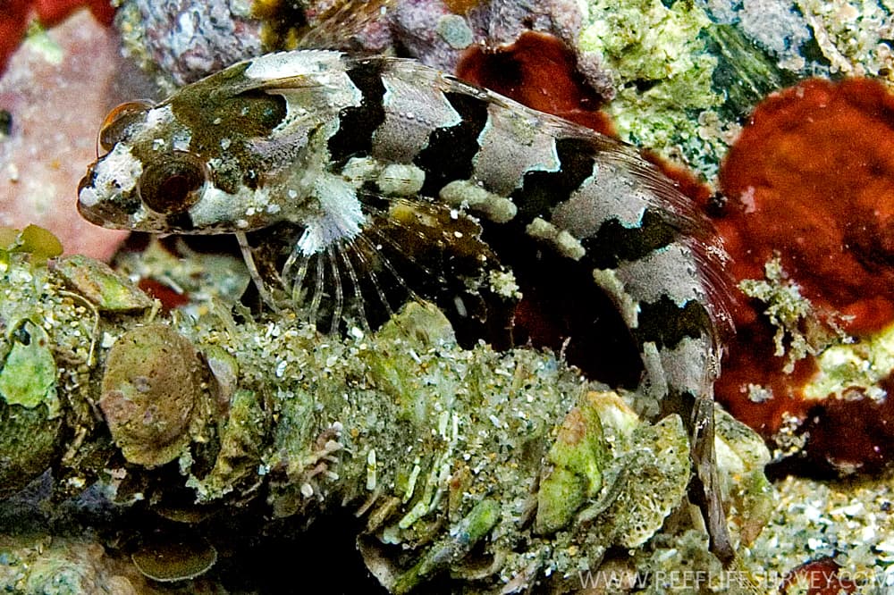 Banded Weedfish