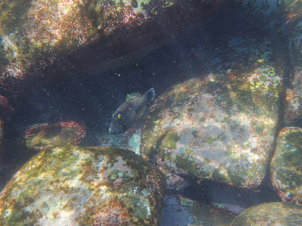 Unknown species