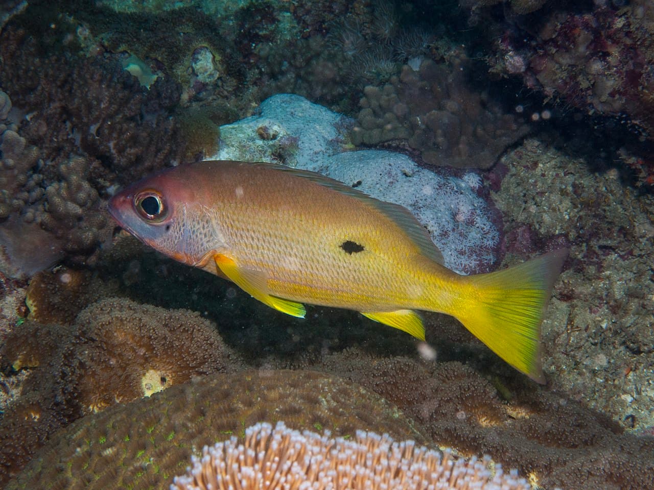 Blackspot Snapper (Lutjanus fulviflamma)