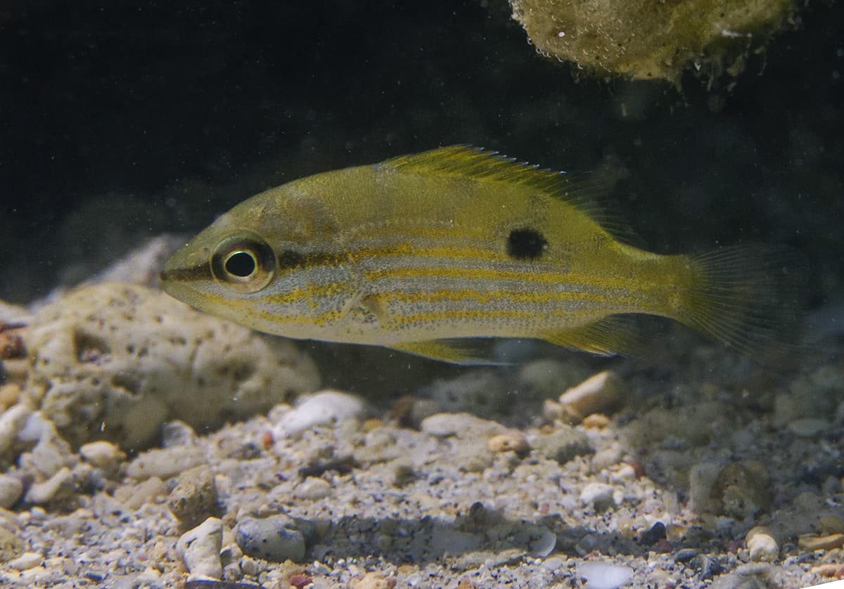 Blackspot Snapper (Lutjanus fulviflamma)