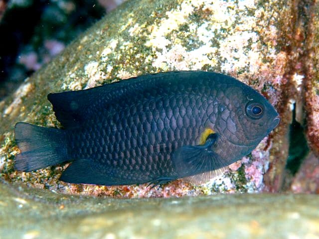 Blue-scribbled Damsel (Pomacentrus nagasakiensis)