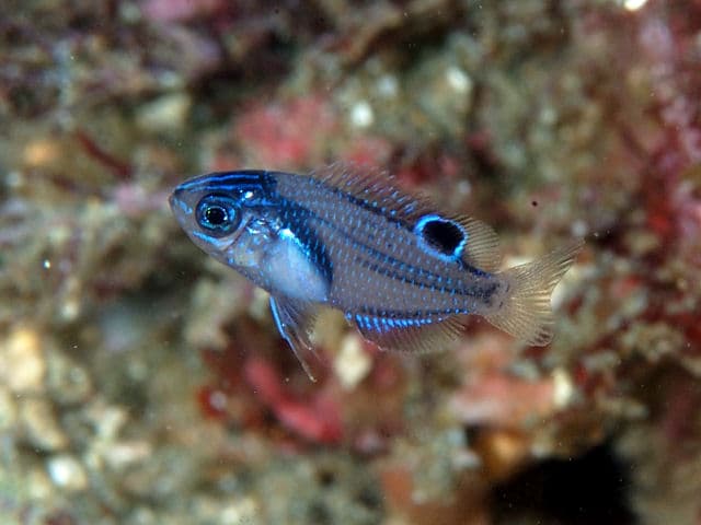 Blue-scribbled Damsel (Pomacentrus nagasakiensis)
