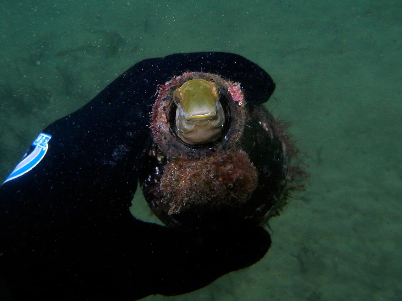 Brown Sabretooth Blenny