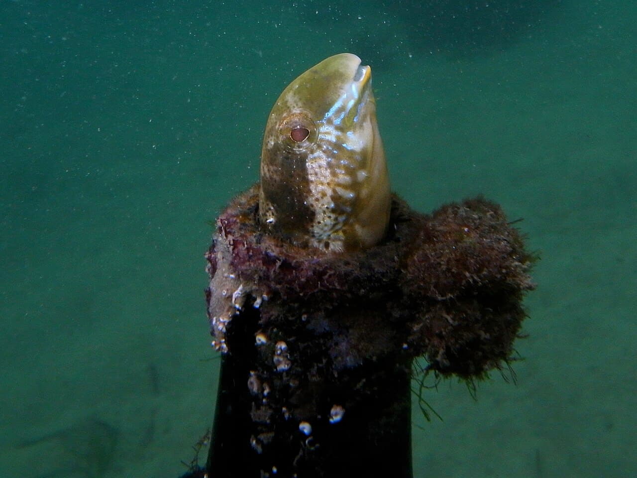 Brown Sabretooth Blenny (Petroscirtes lupus)