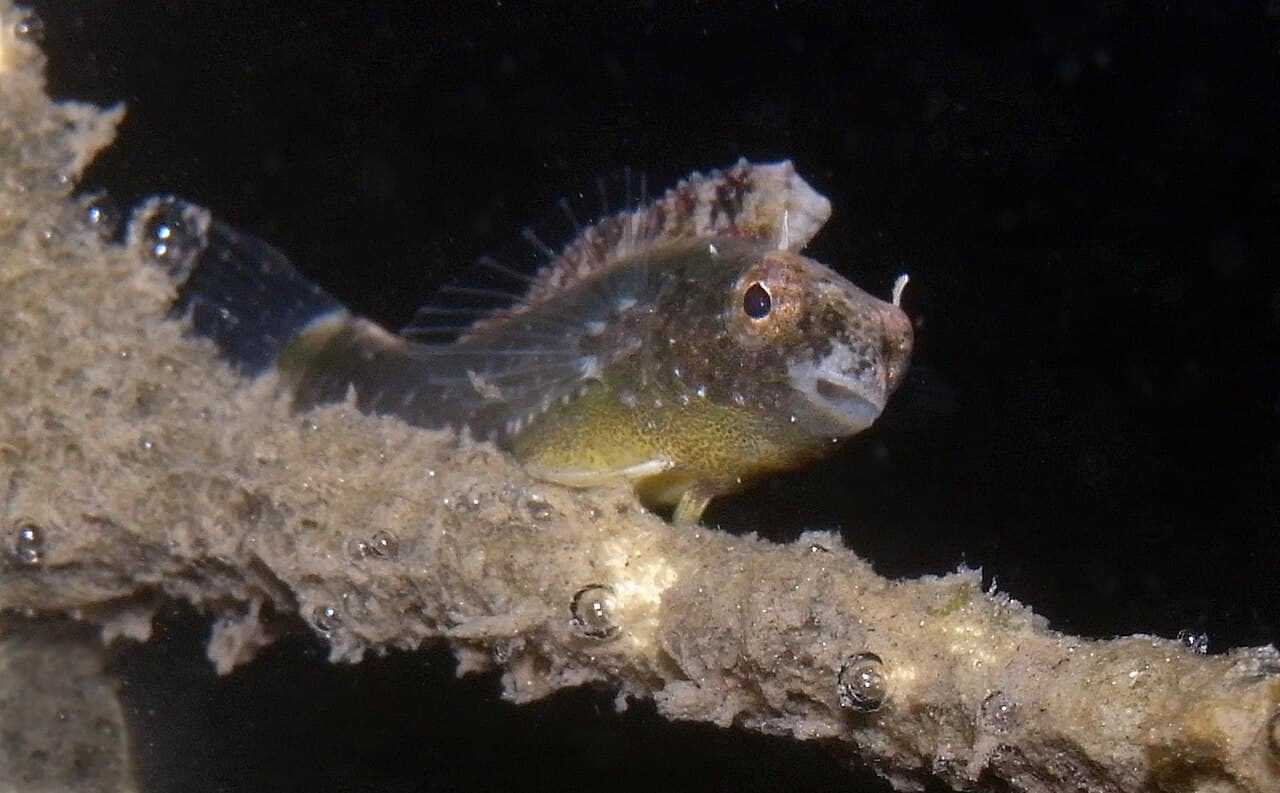 Brown Sabretooth Blenny (Petroscirtes lupus)