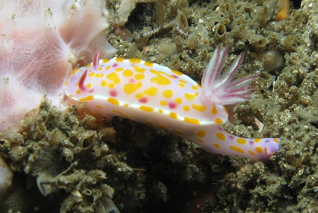 Unknown species