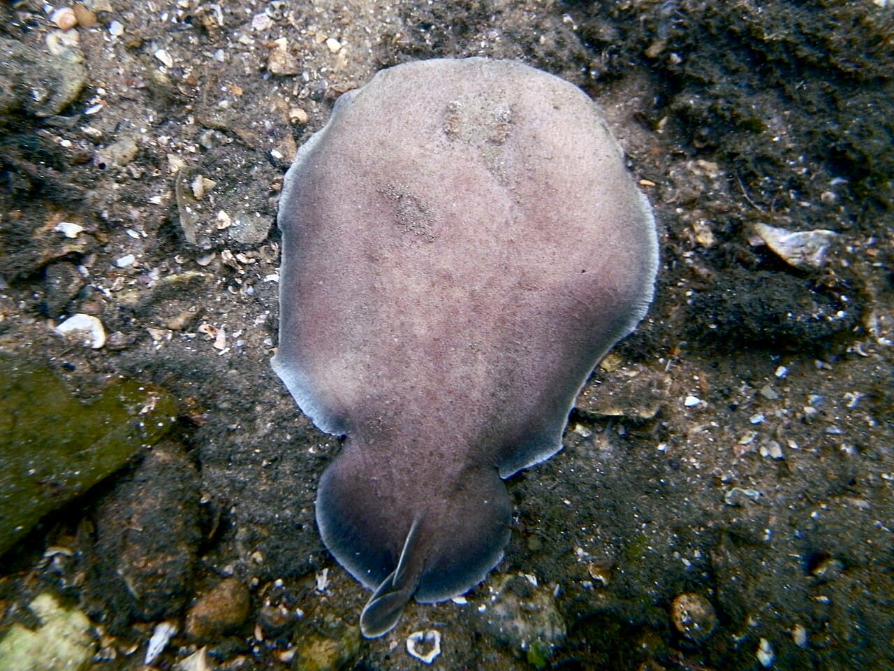 Unknown species