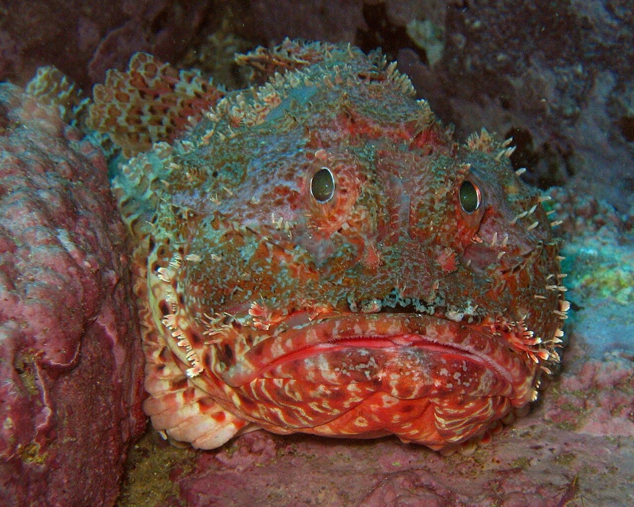 Eastern Red Scorpionfish