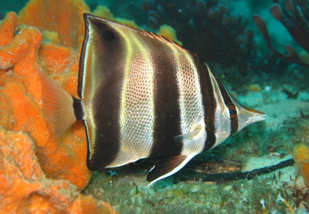 Eastern Talma (Chelmonops truncatus)