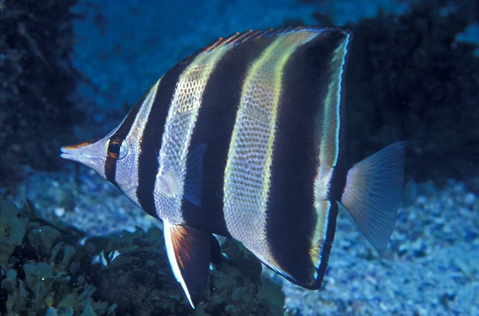 Eastern Talma (Chelmonops truncatus)