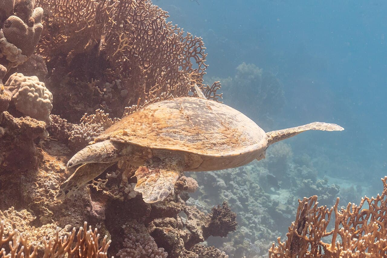 Hawksbill Sea Turtle