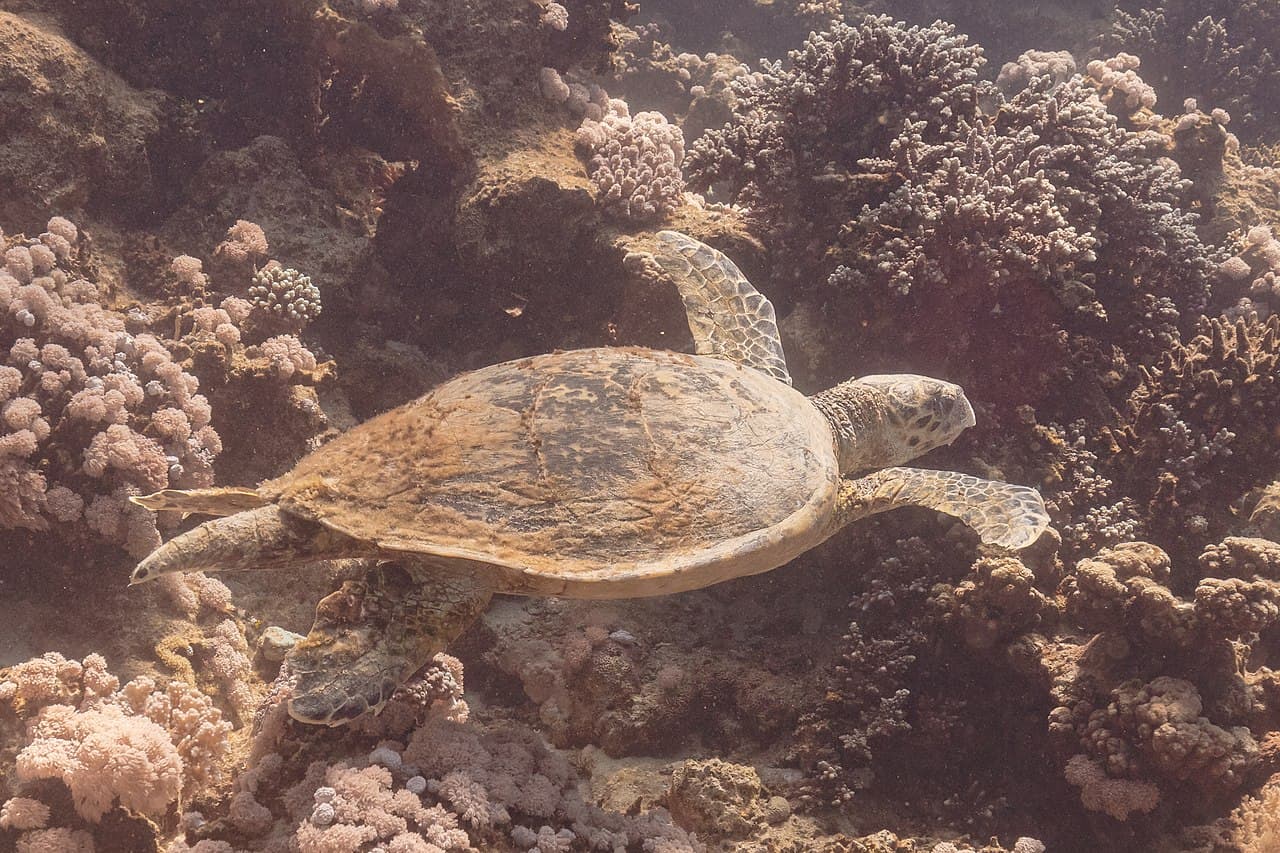 Hawksbill Sea Turtle (Eretmochelys imbricata)