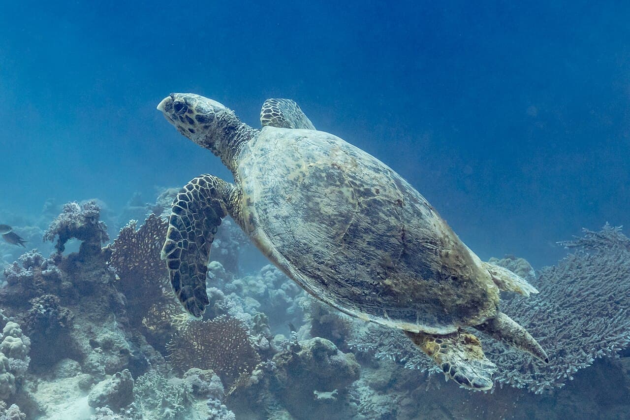 Hawksbill Sea Turtle (Eretmochelys imbricata)