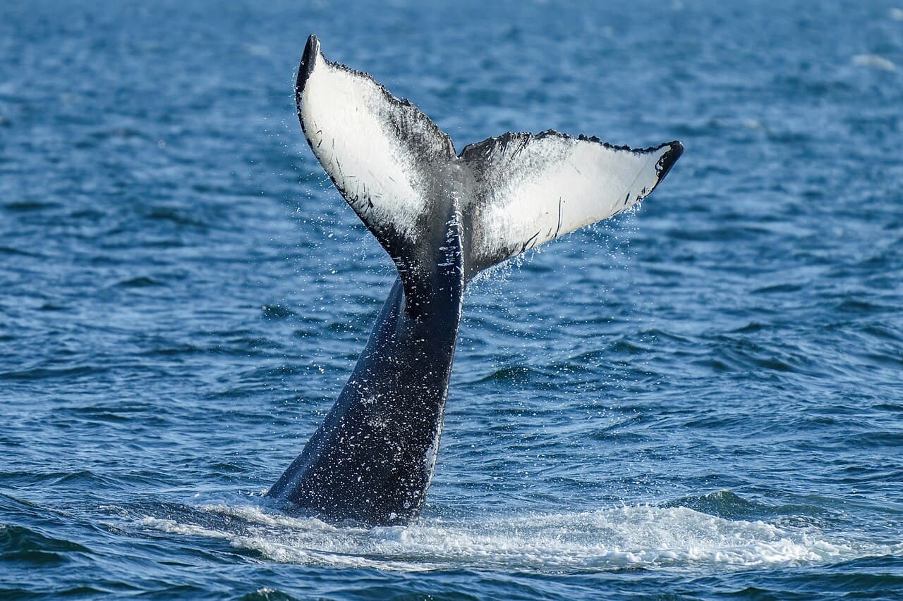 Humpback Whale (Megaptera novaeangliae)