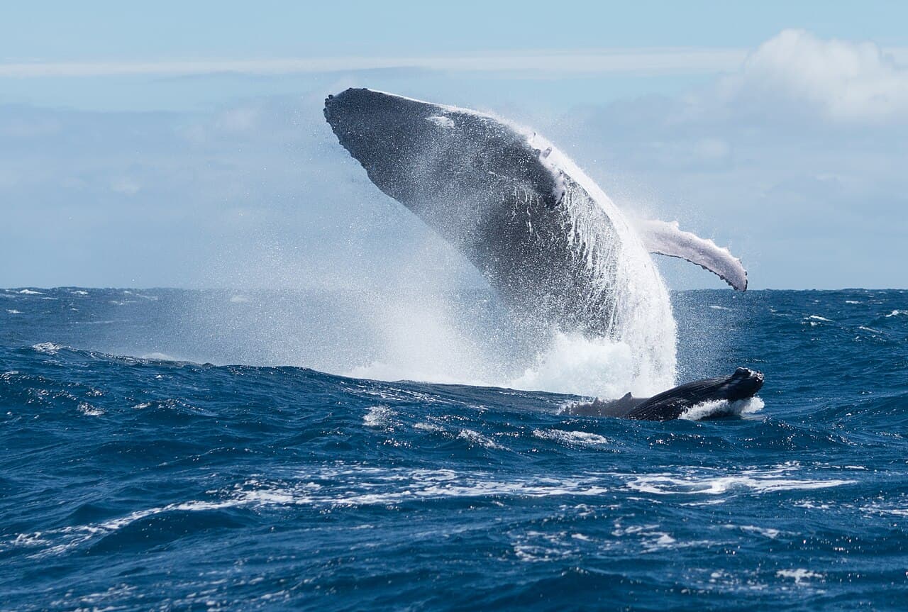 Humpback Whale (Megaptera novaeangliae)