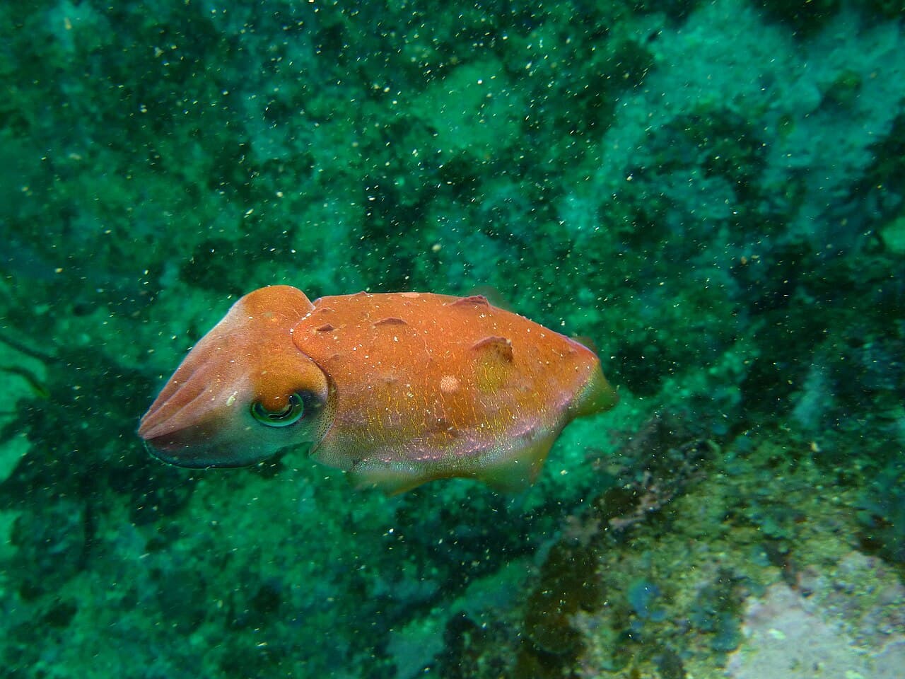 Ken's Cuttlefish