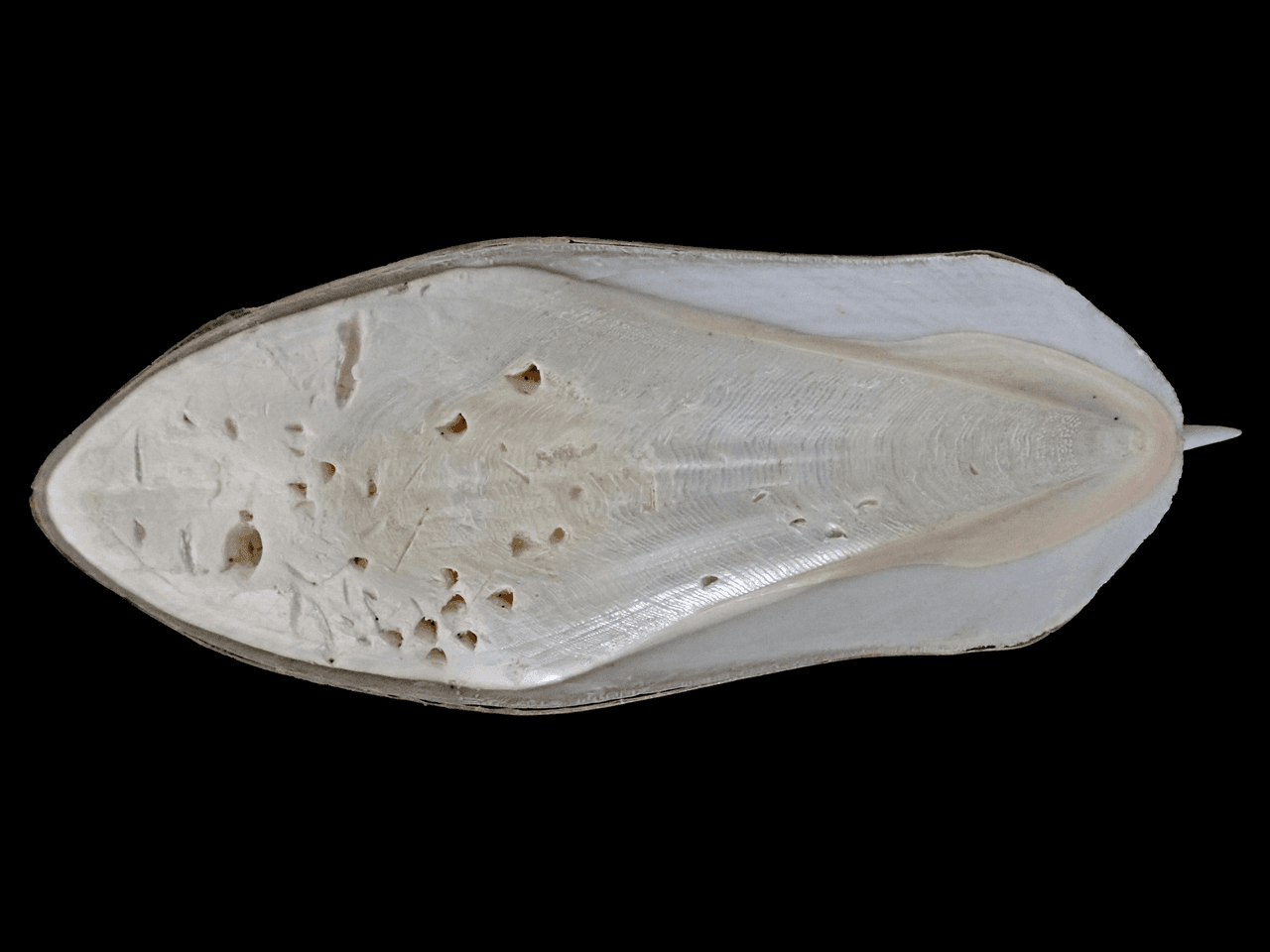Ken's Cuttlefish (Sepia grahami)