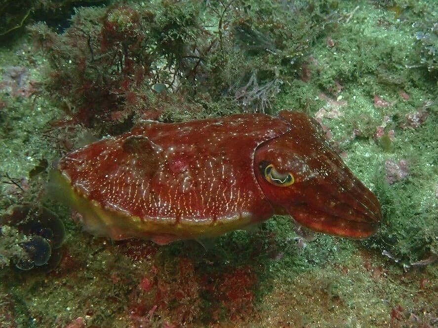 Ken's Cuttlefish (Sepia grahami)