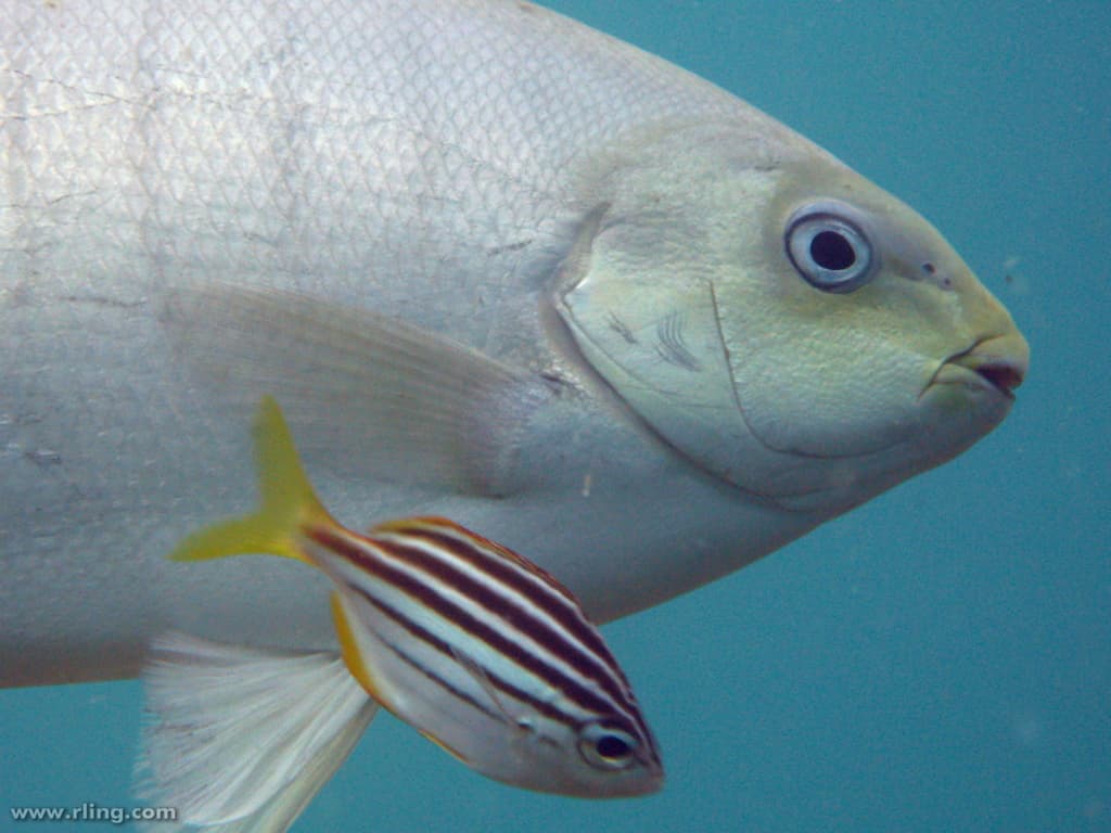 Luderick (Girella tricuspidata)