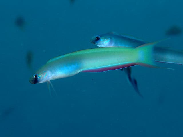 Unknown species