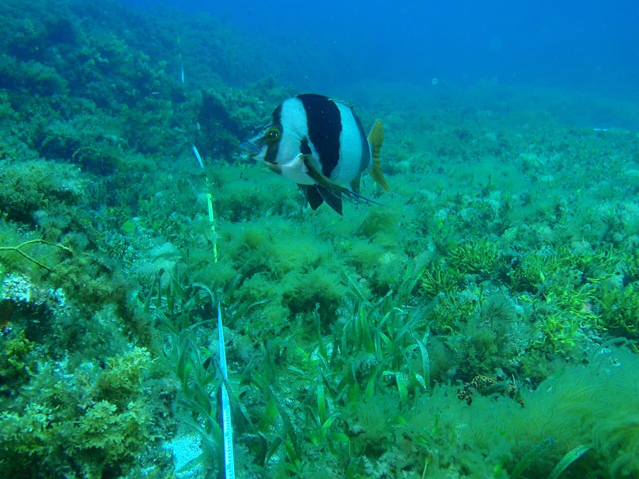 Magpie Perch