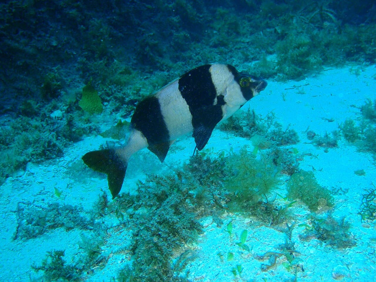 Magpie Perch (Pseudogoniistius nigripes)