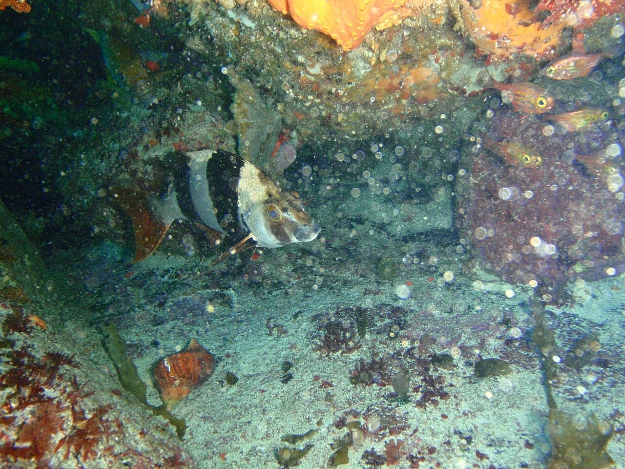 Magpie Perch (Pseudogoniistius nigripes)