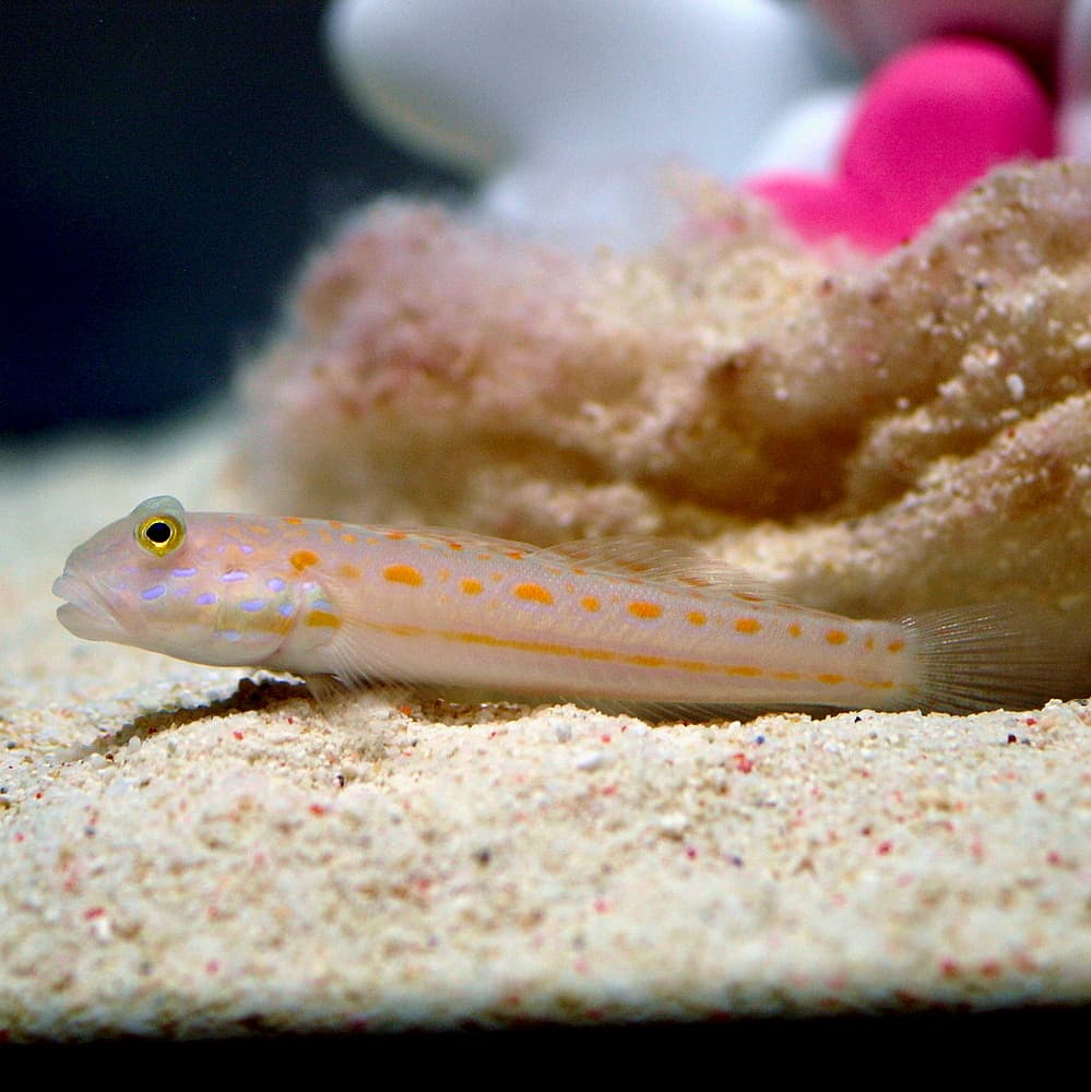 Orangespotted Glidergoby (Valenciennea puellaris)