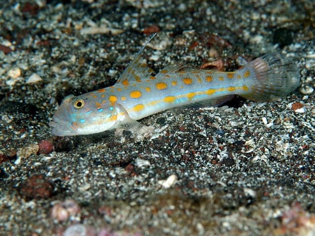 Orangespotted Glidergoby (Valenciennea puellaris)