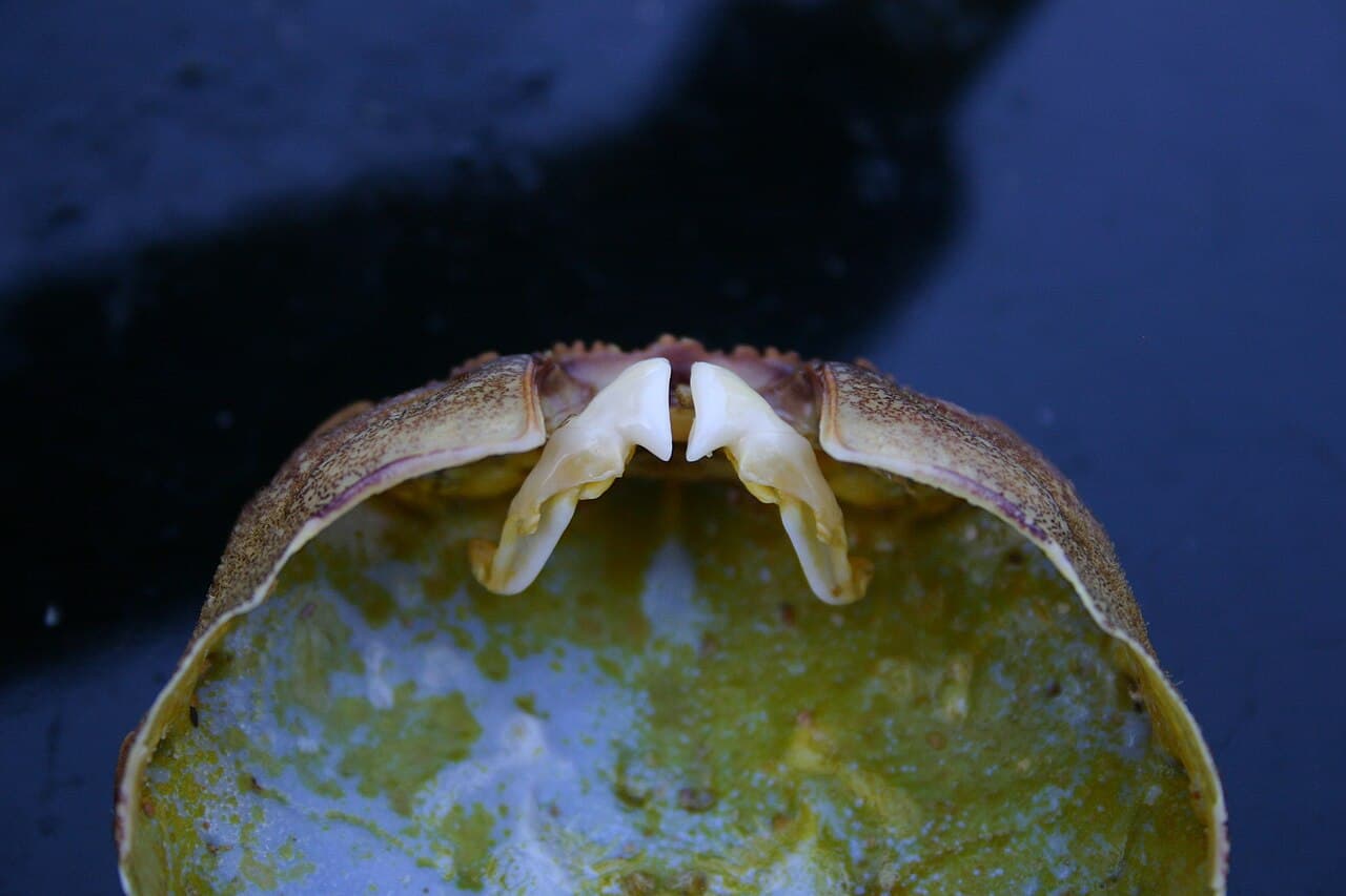 Red Rock Crab