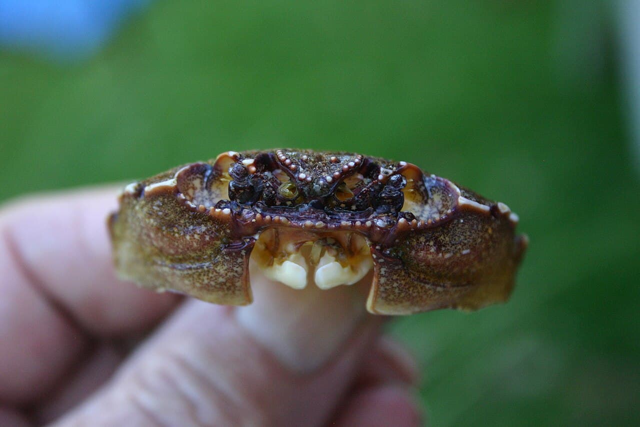Red Rock Crab (Guinusia chabrus)