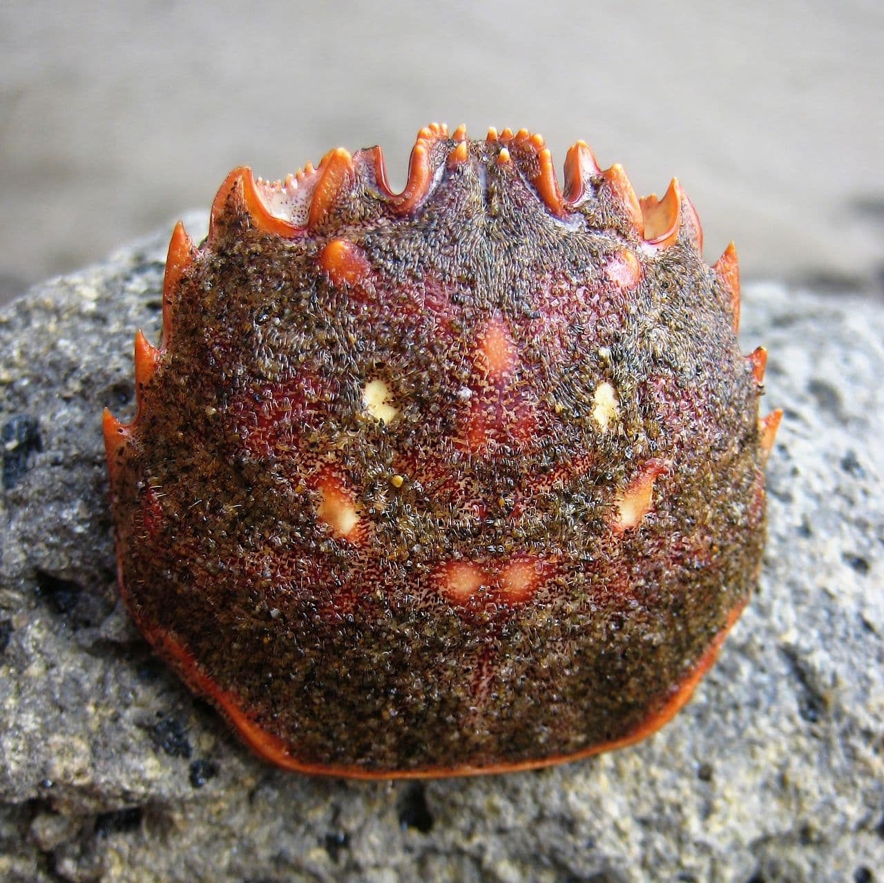 Red Rock Crab (Guinusia chabrus)
