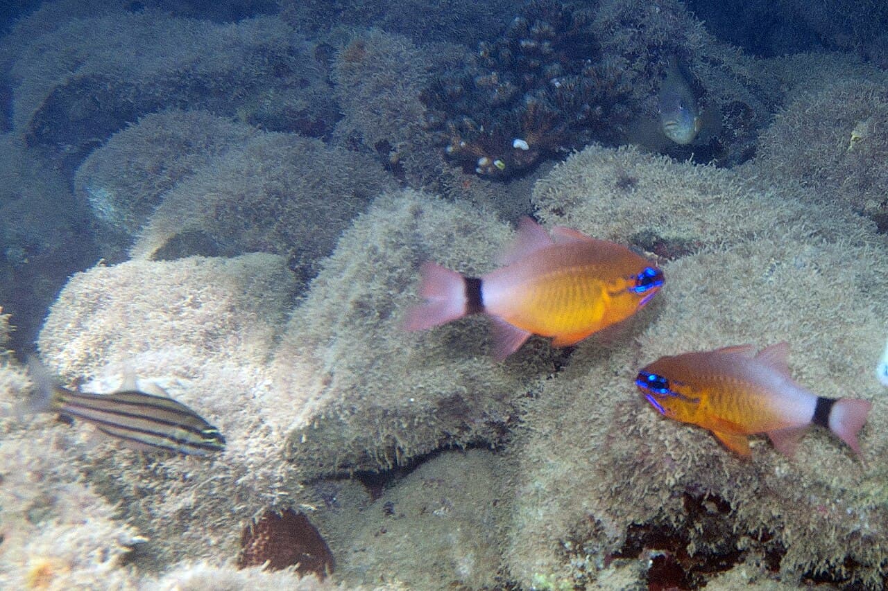 Ringtail Cardinalfish (Ostorhinchus aureus)