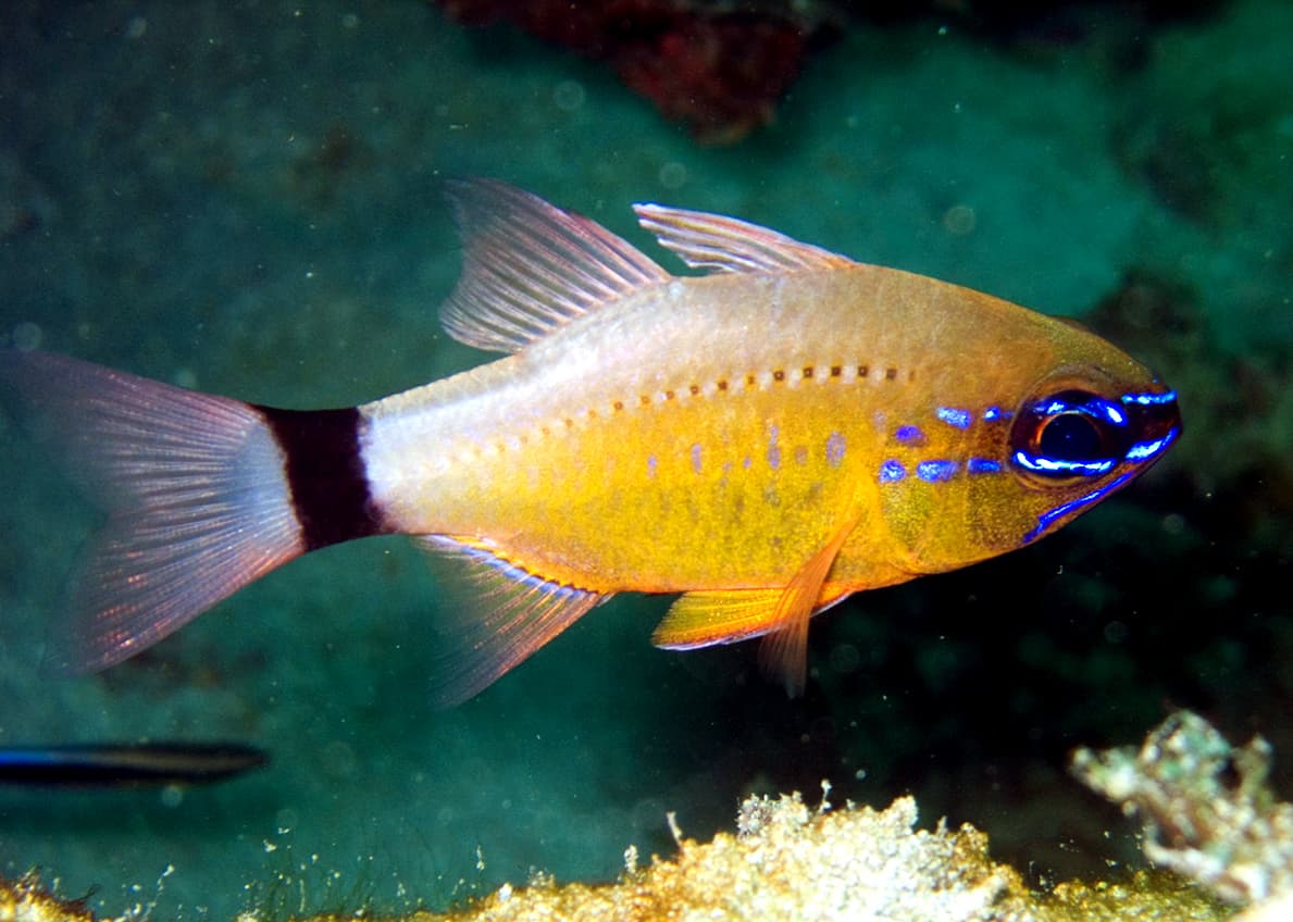 Ringtail Cardinalfish (Ostorhinchus aureus)