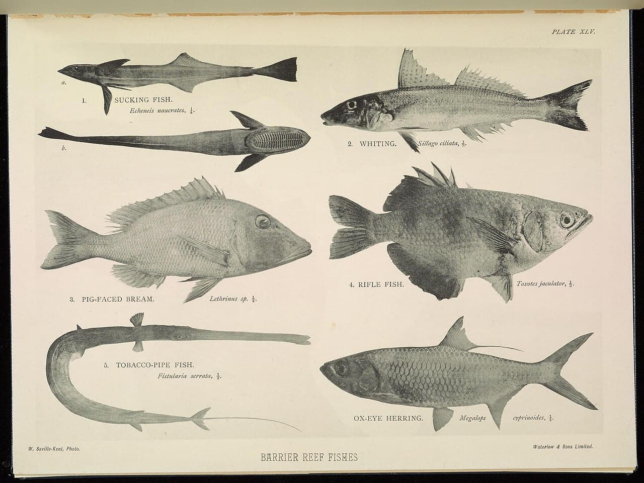 Sand Whiting