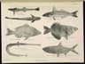 Sand Whiting