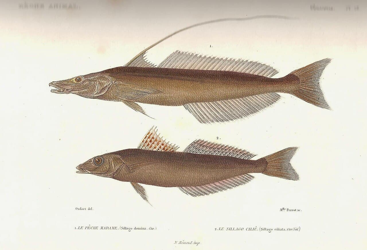 Sand Whiting (Sillago ciliata)