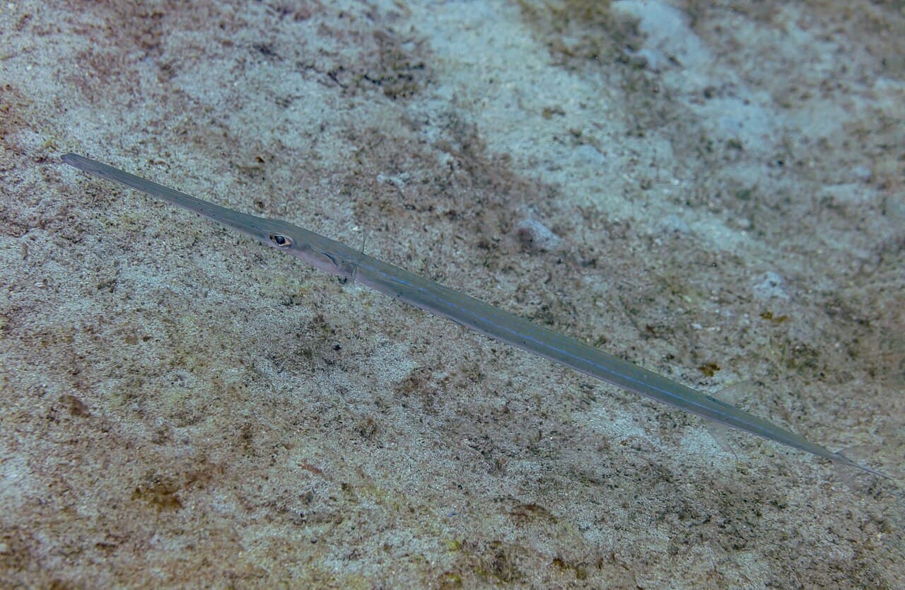 Smooth Flutemouth