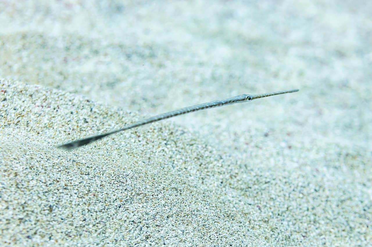 Smooth Flutemouth (Fistularia commersonii)