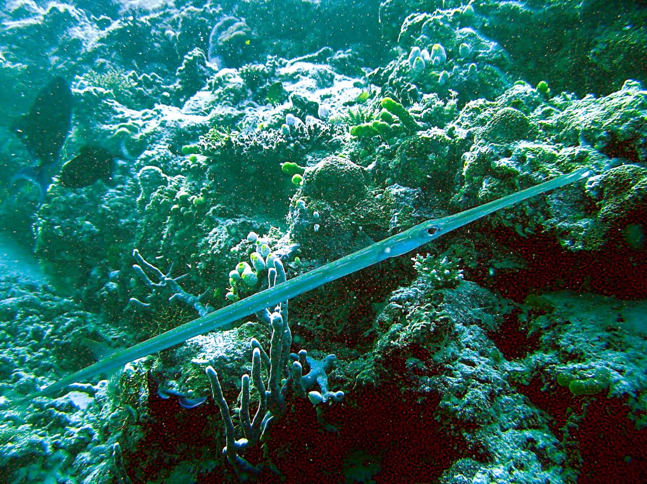 Smooth Flutemouth (Fistularia commersonii)